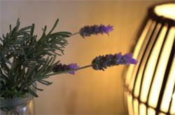 Detail of lavander and lamp at entrance.